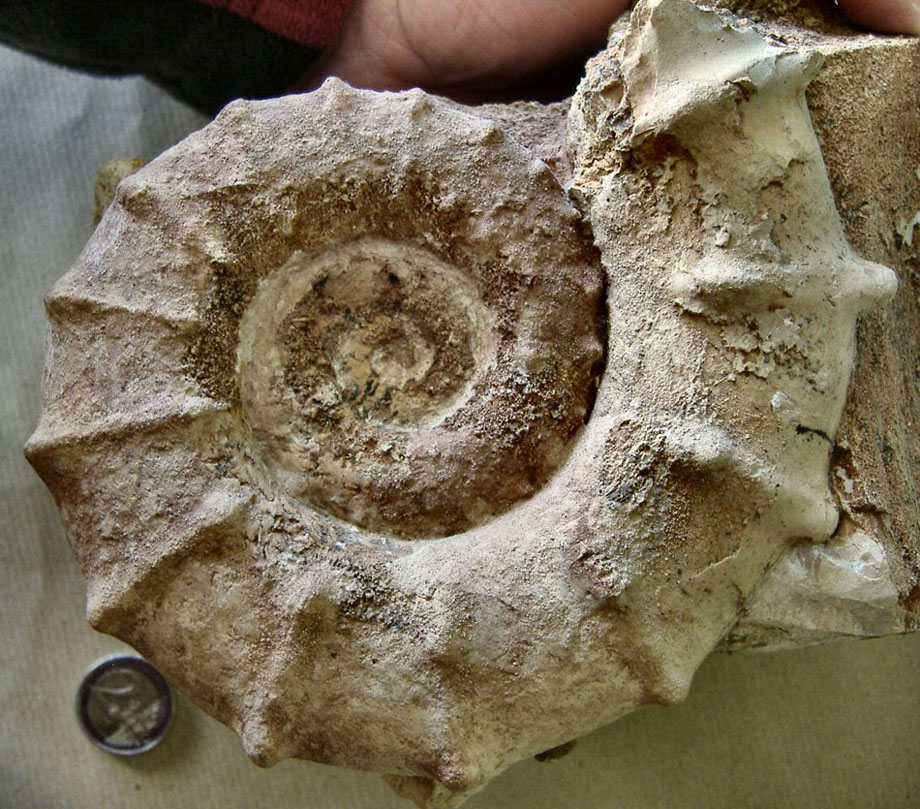 AMMONITE (nuova) 12